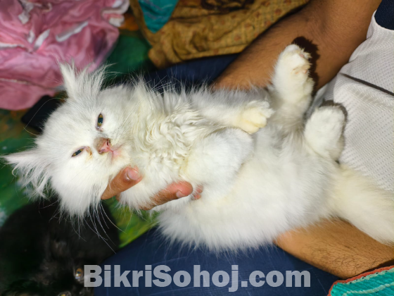 পারসিয়ান বিড়াল